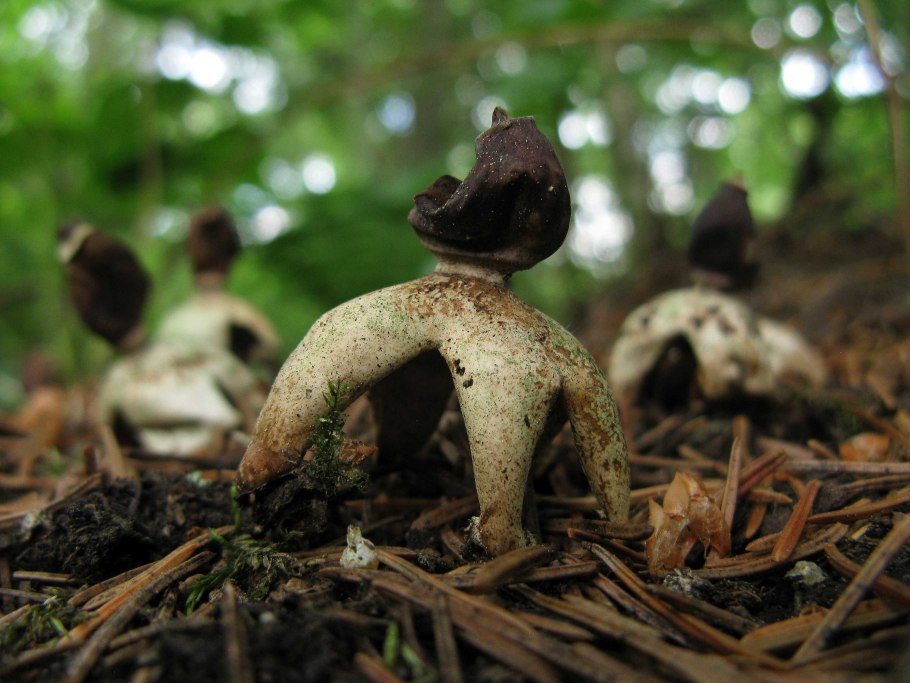 Звездовик (Geastrum)