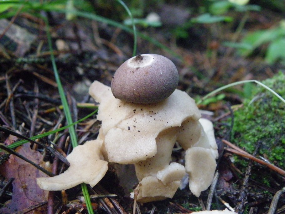 Гриб звездовик сводчатый