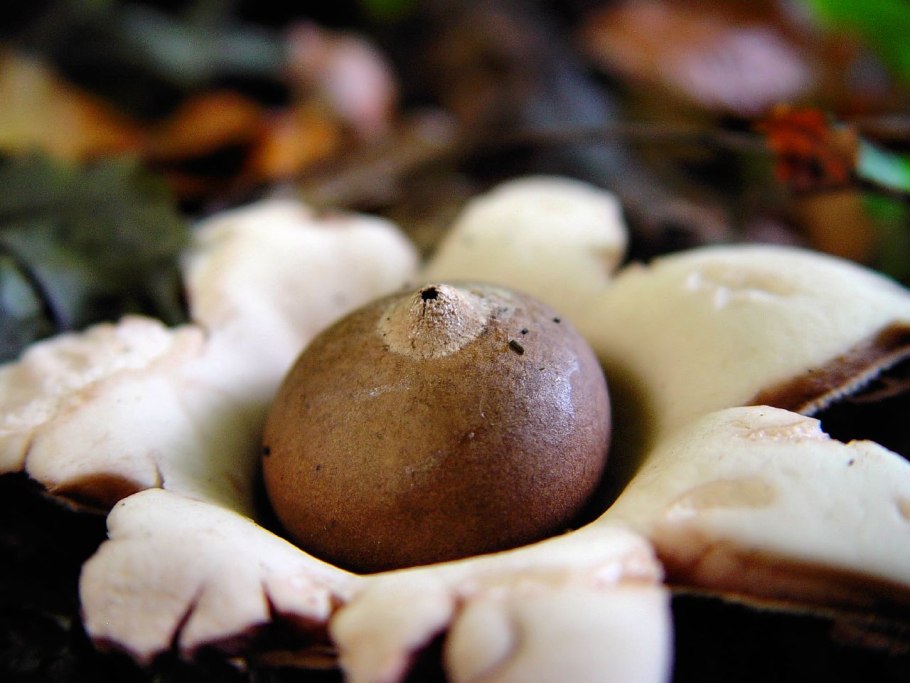 Звездовик мешковидный / Geastrum saccatum