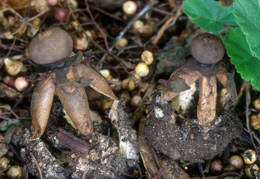 Звездовик сводчатый Geastrum fornicatum