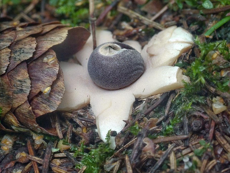 Гриб звездовик сводчатый