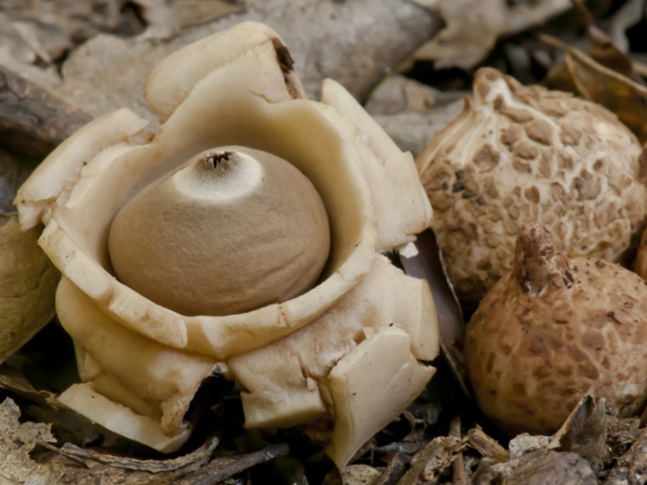 Geastrum Triplex