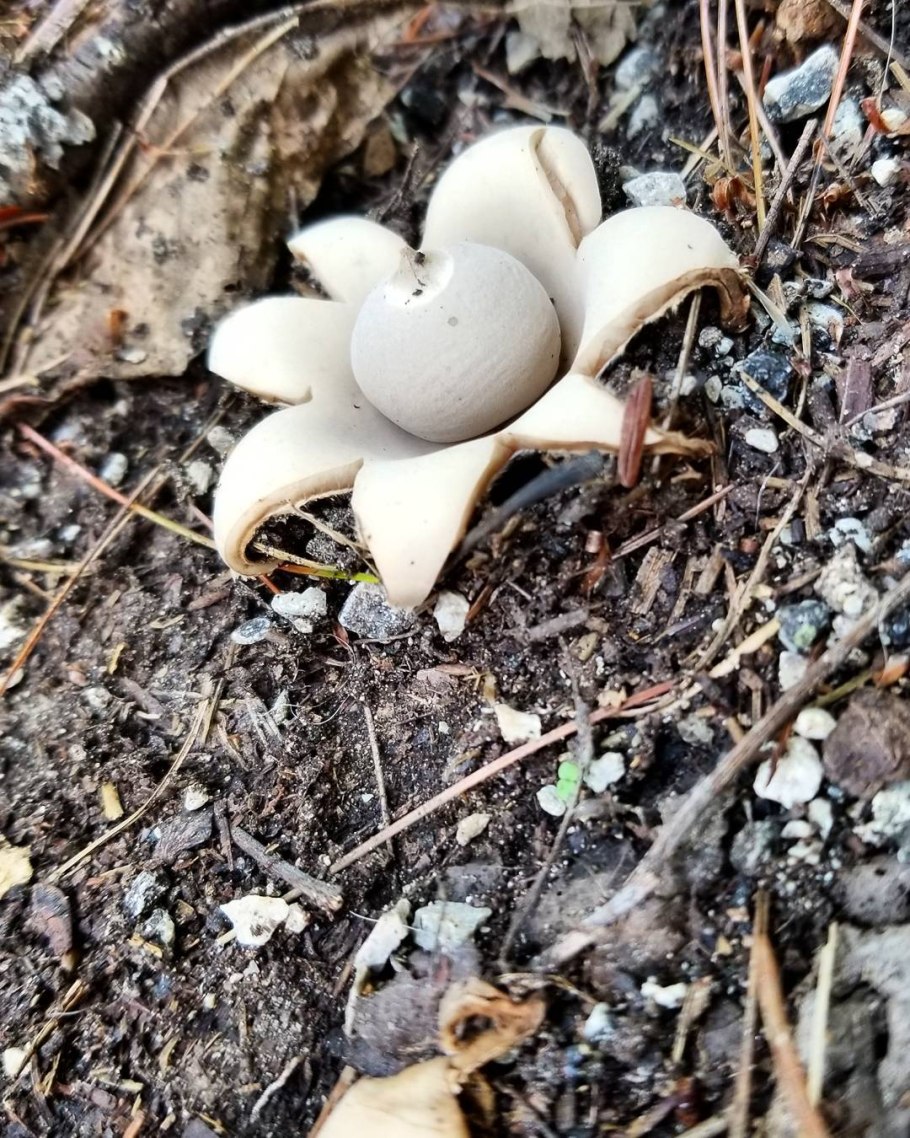 Гриб звездовик сводчатый