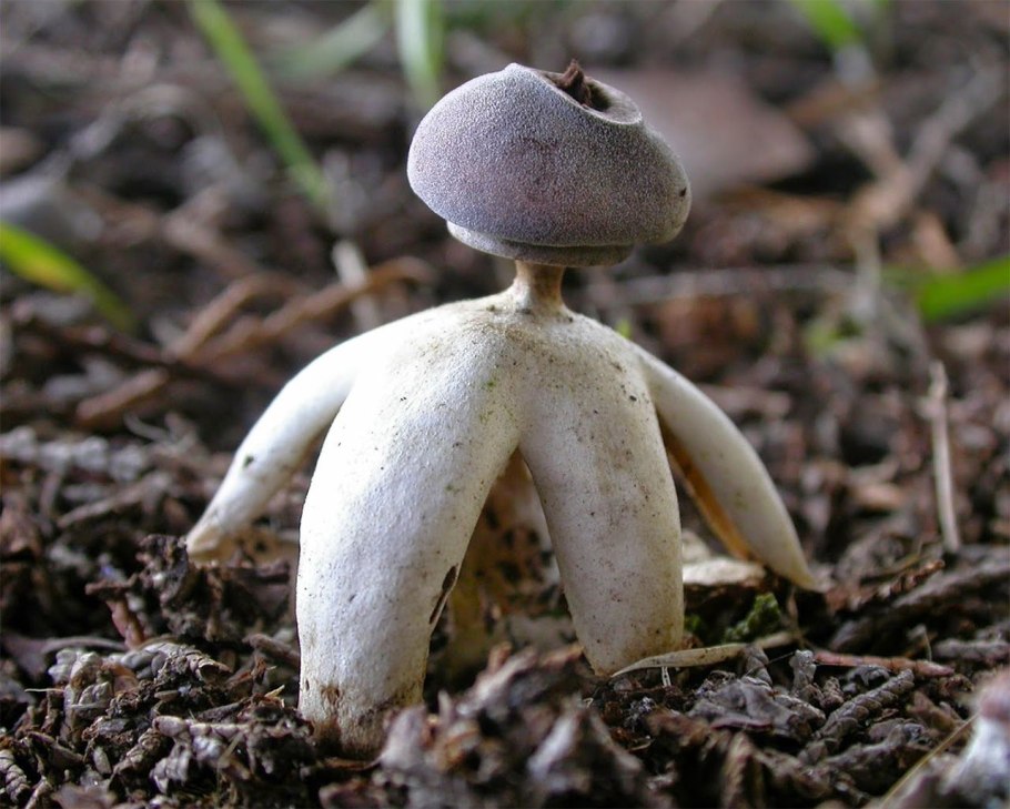 Звездовик (Geastrum)