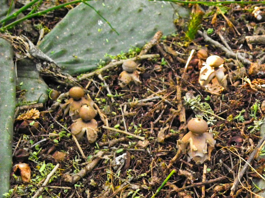 Звездовик сводчатый