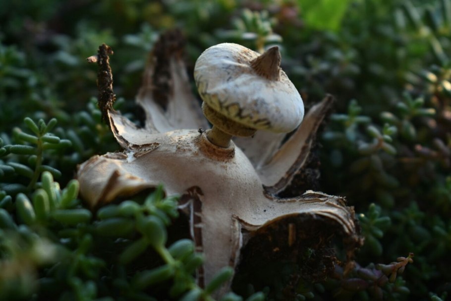 Звездовик гребенчатый