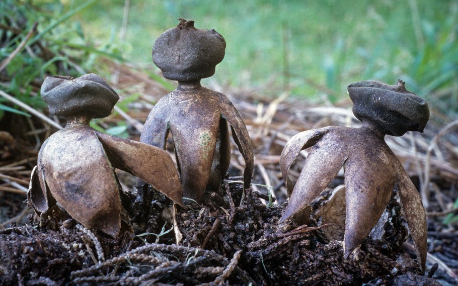 Звездовик сводчатый Geastrum fornicatum