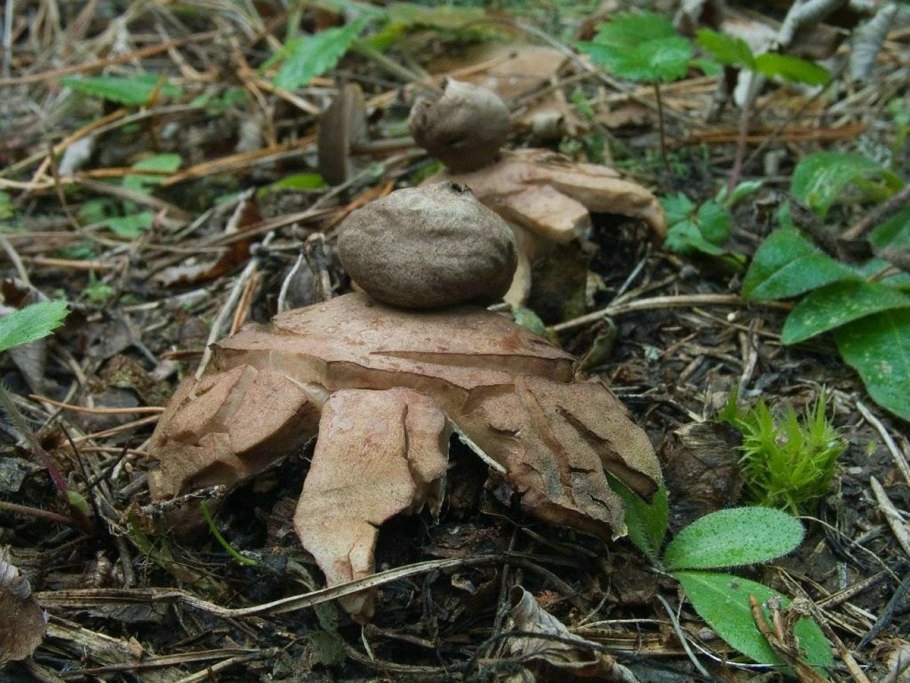 Geastrum rufescens