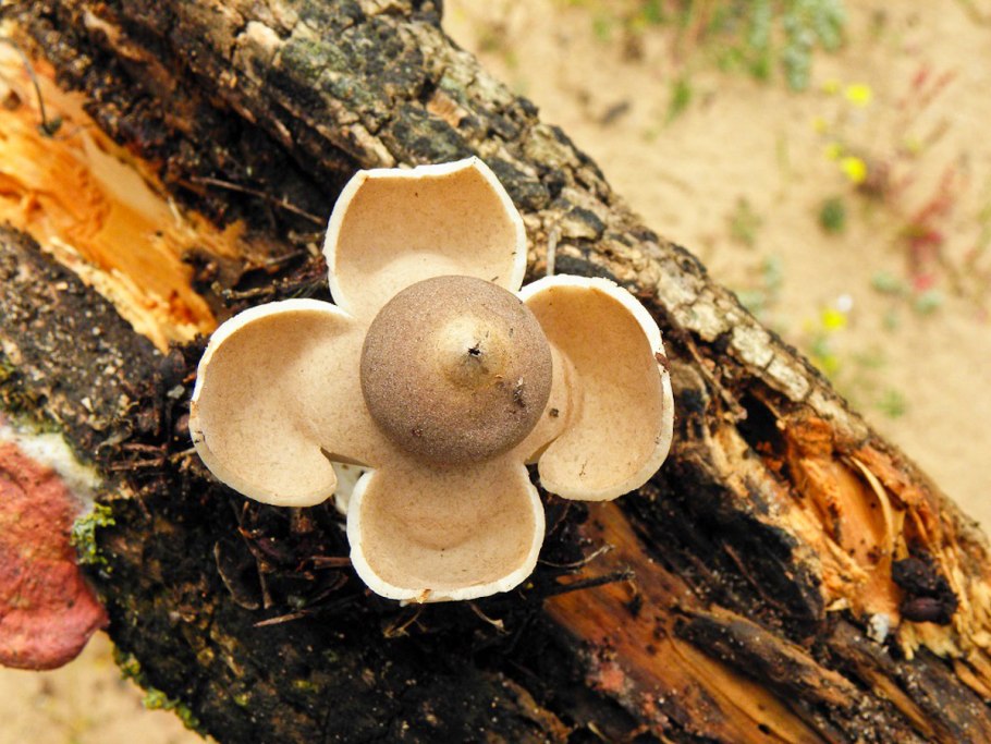 Geastrum fornicatum