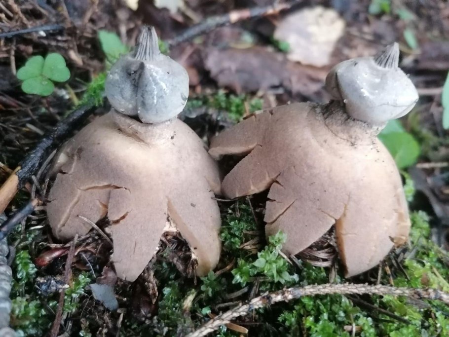 Звездовик Шмиделя