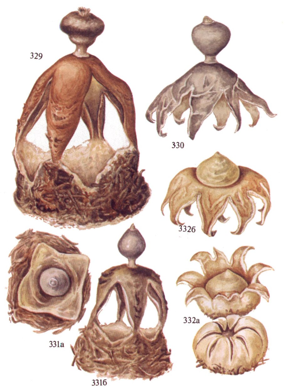 Гриб звездовик сводчатый