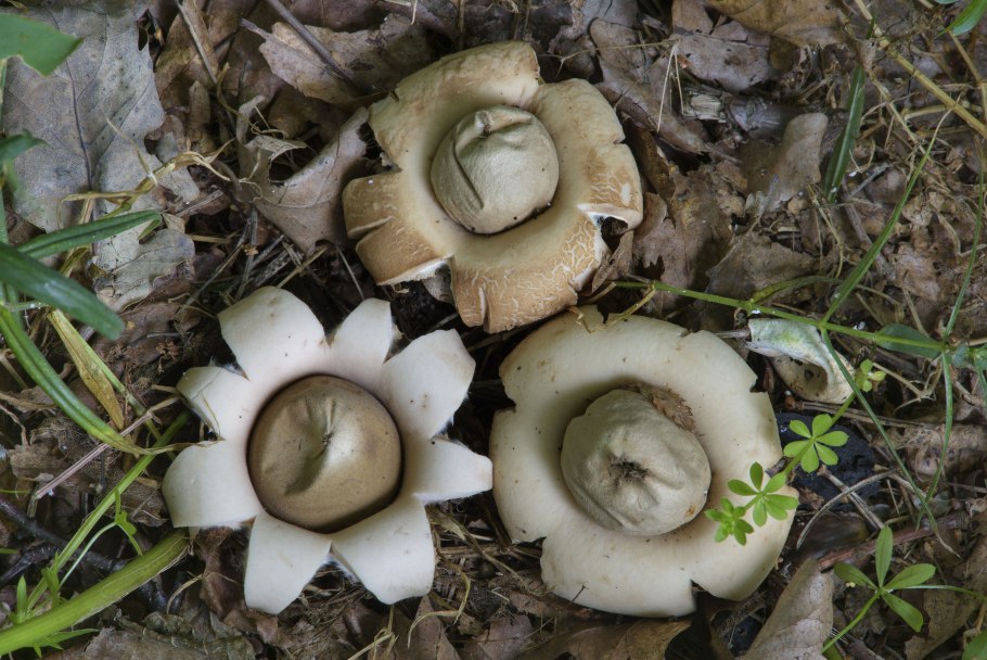 Гриб звездовик бахромчатый