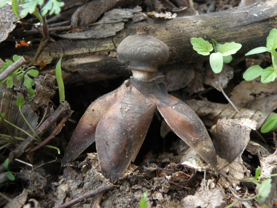 Звездовик сводчатый Geastrum fornicatum