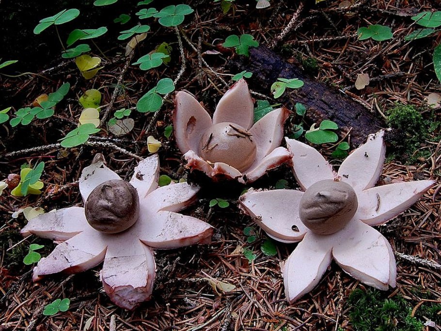 Звездовик сводчатый