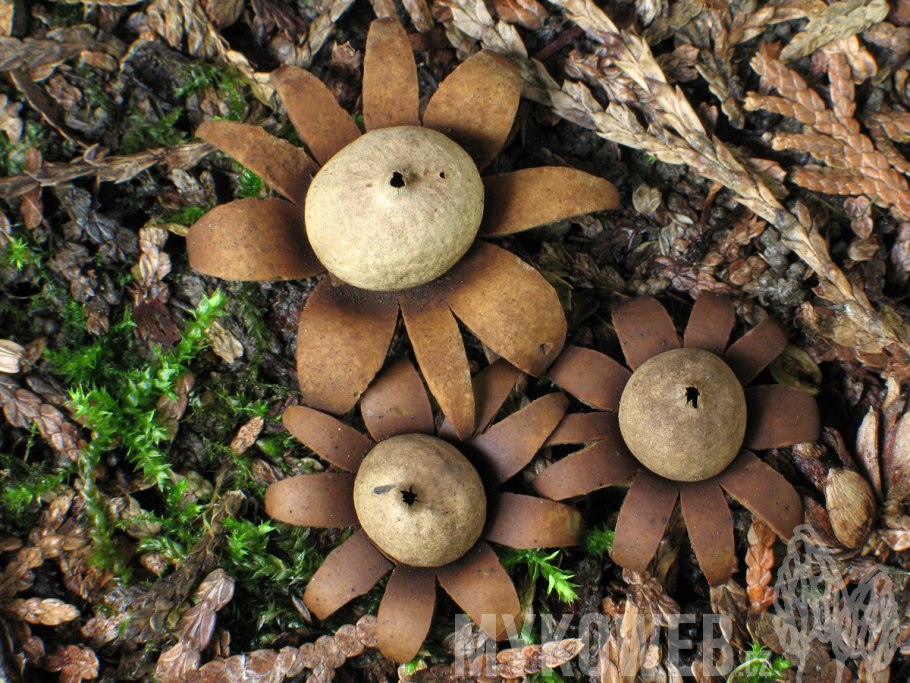 Звездовик (Geastrum)