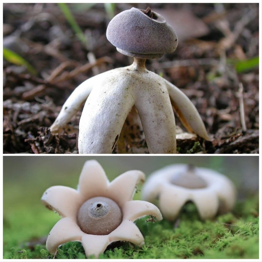 Звездовик сводчатый Geastrum fornicatum