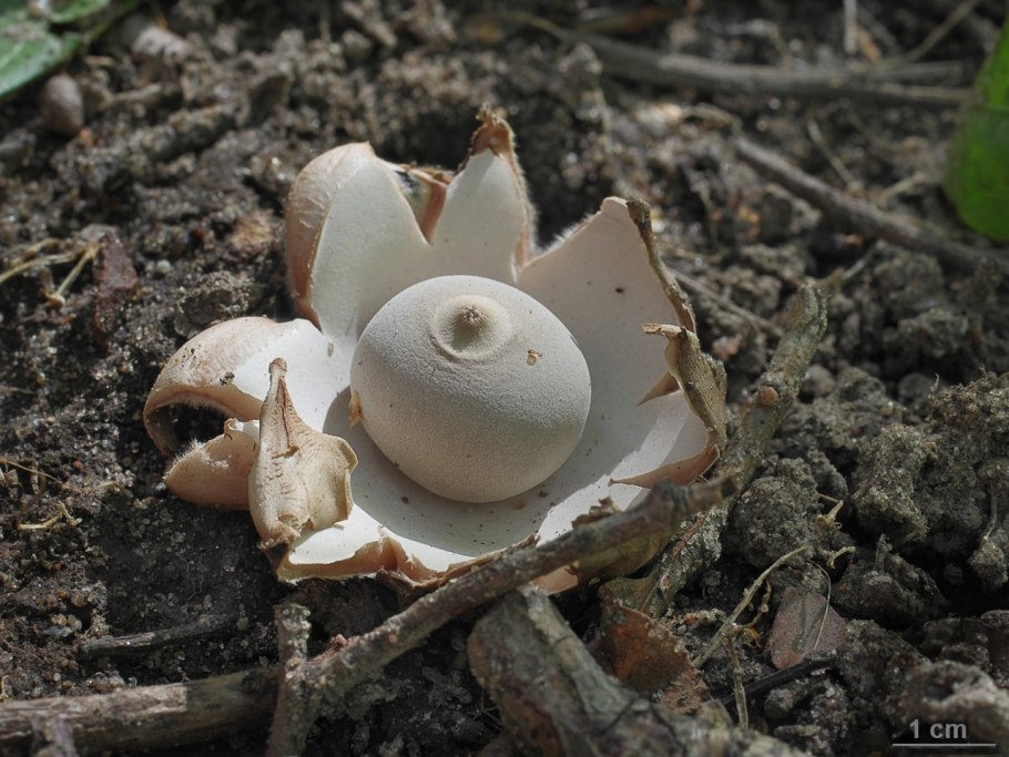 Звездовик бахромчатый