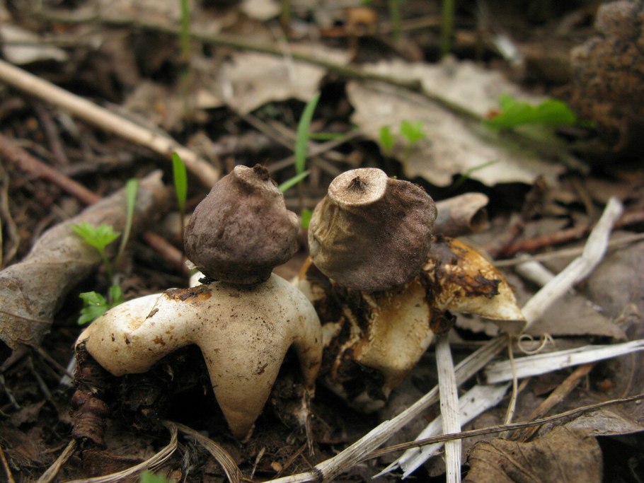 Гриб звездовик четырехлопастный