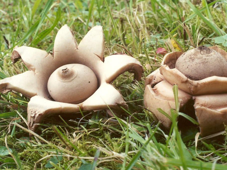Земляная звезда тройная Geastrum Triplex