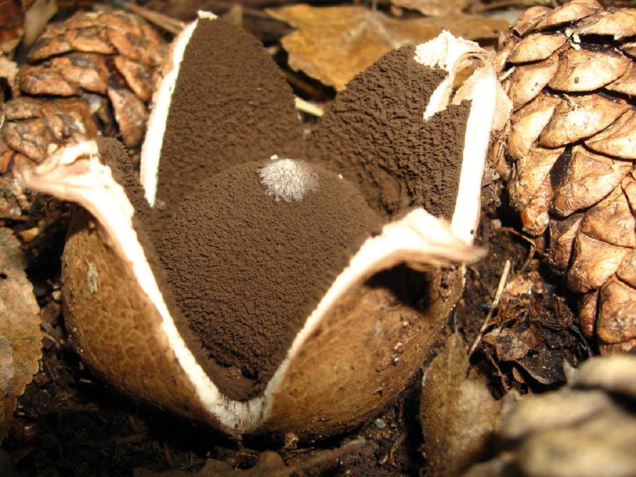 Звездовик черноголовый