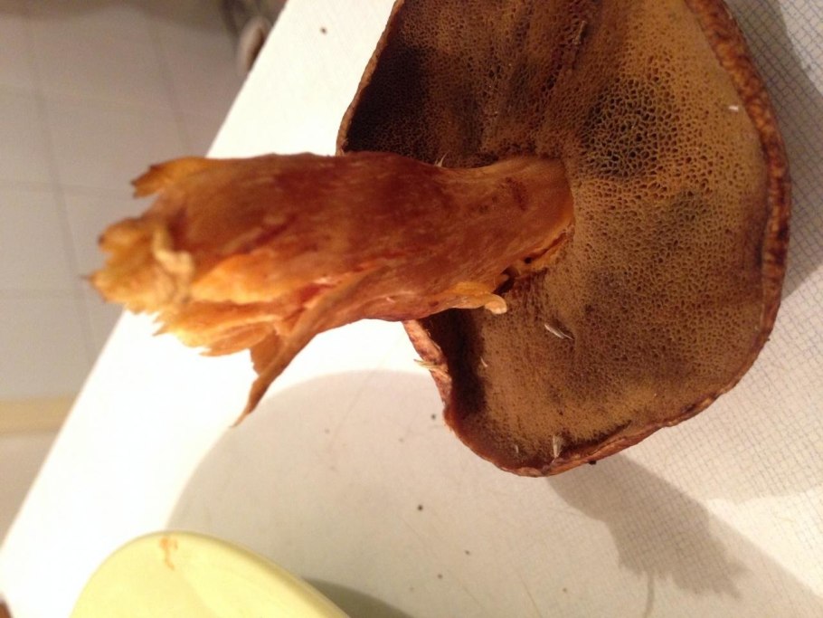 Грибы ножка коричневая на срезе