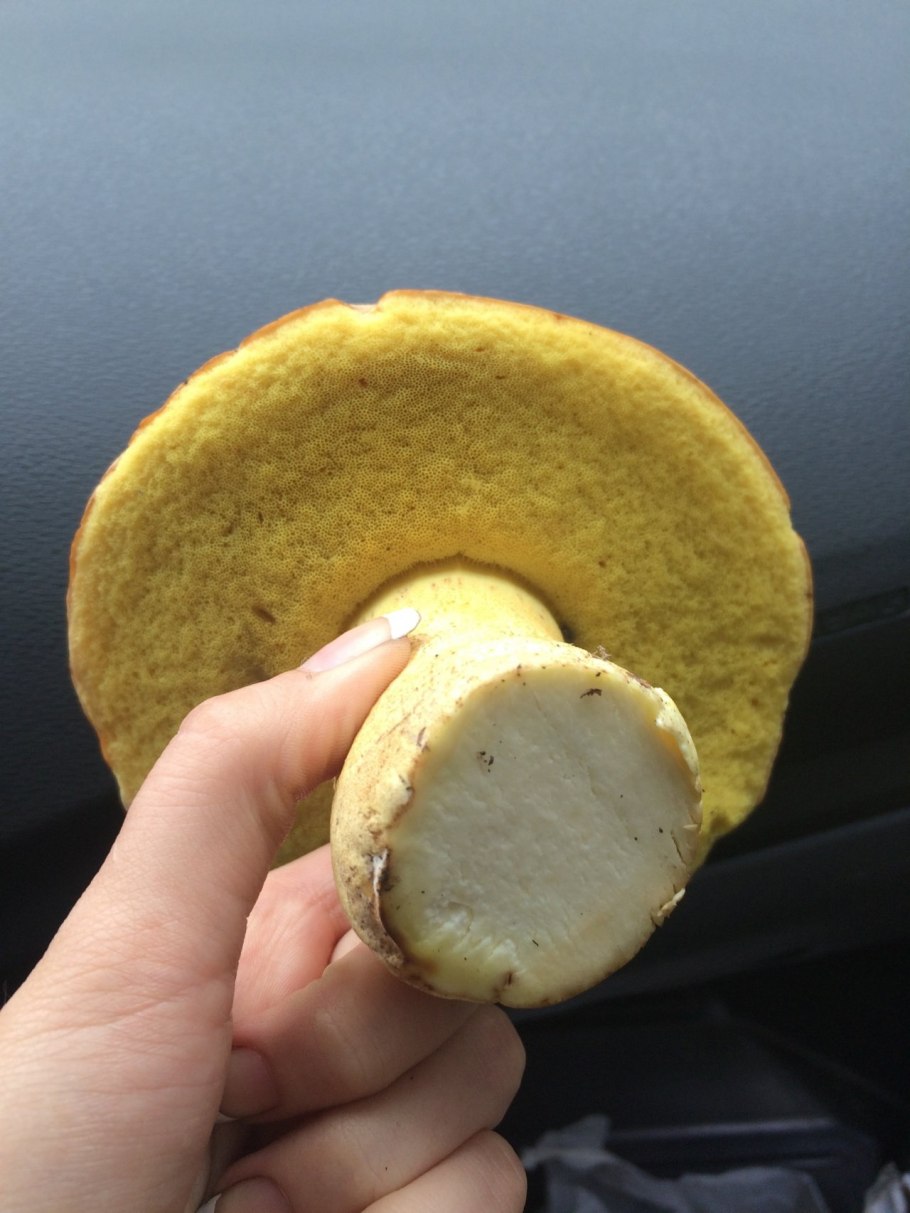 Полубелый гриб (Hemileccinum impolitum)