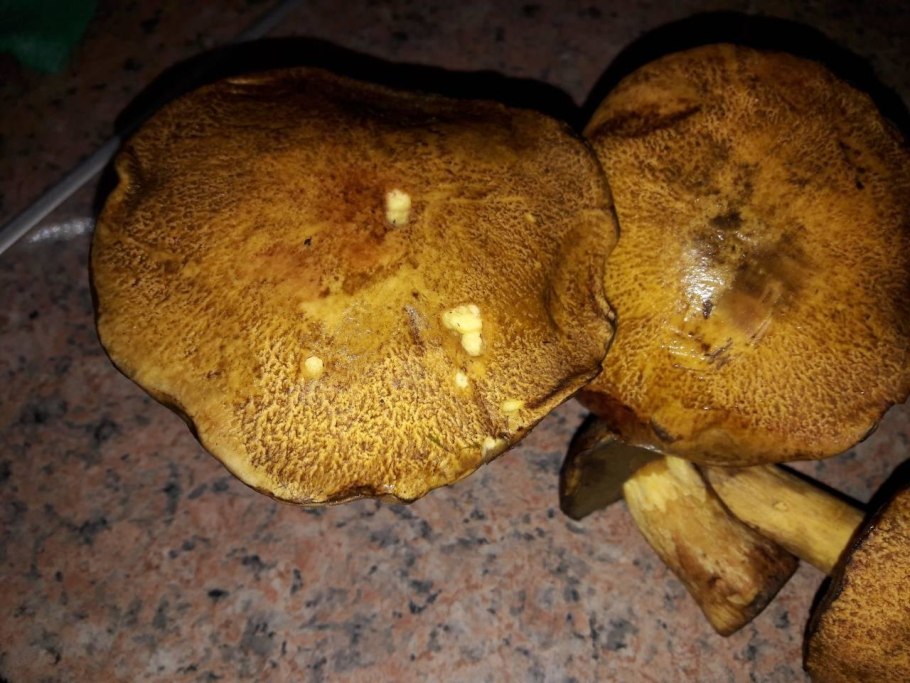 Гриб с коричневой шляпкой и желтым низом