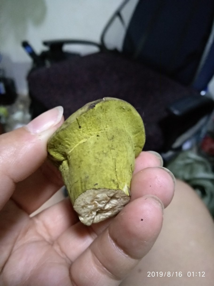 Гипомицес гриб зеленый