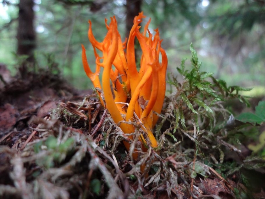 Калоцера клейкая Оленьи рожки