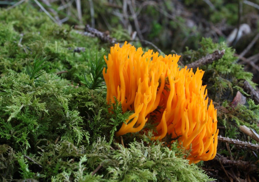 Калоцера клейкая Calocera viscosa