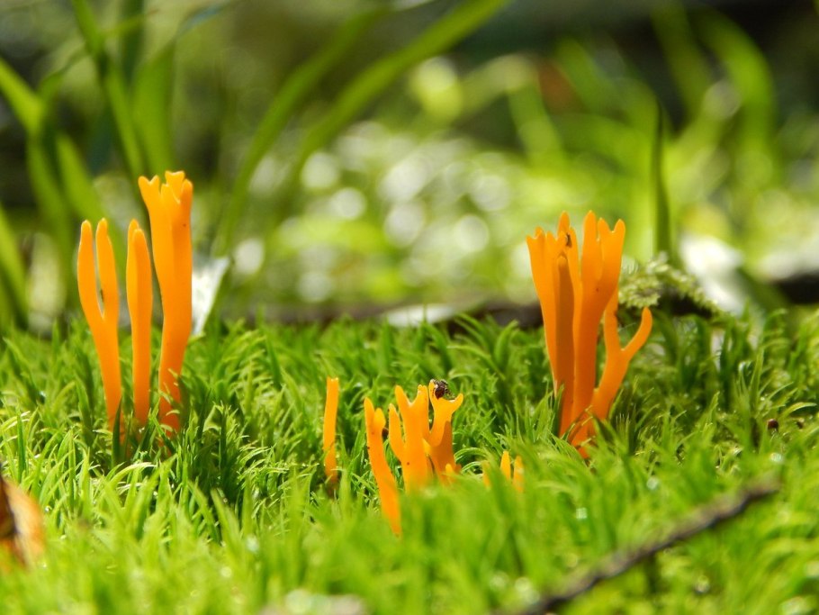 Калоцера клейкая фото