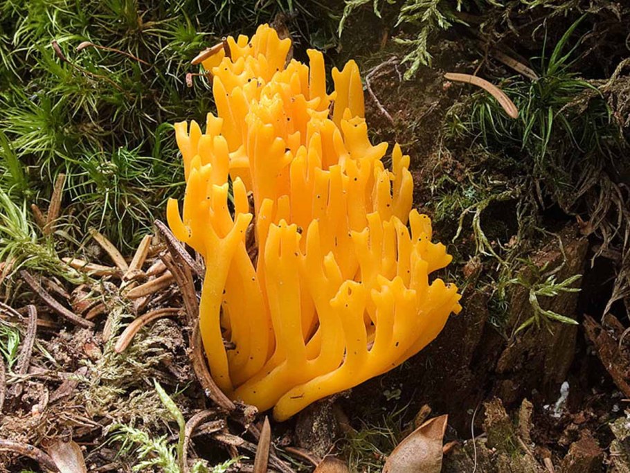 Calocera viscosa гриб