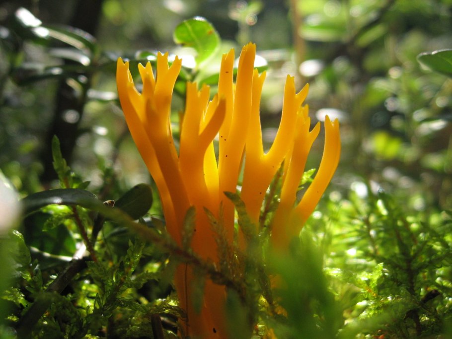 Yellow fungus on Soil