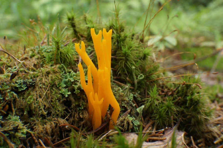 Коралловый гриб Калоцера клейкая