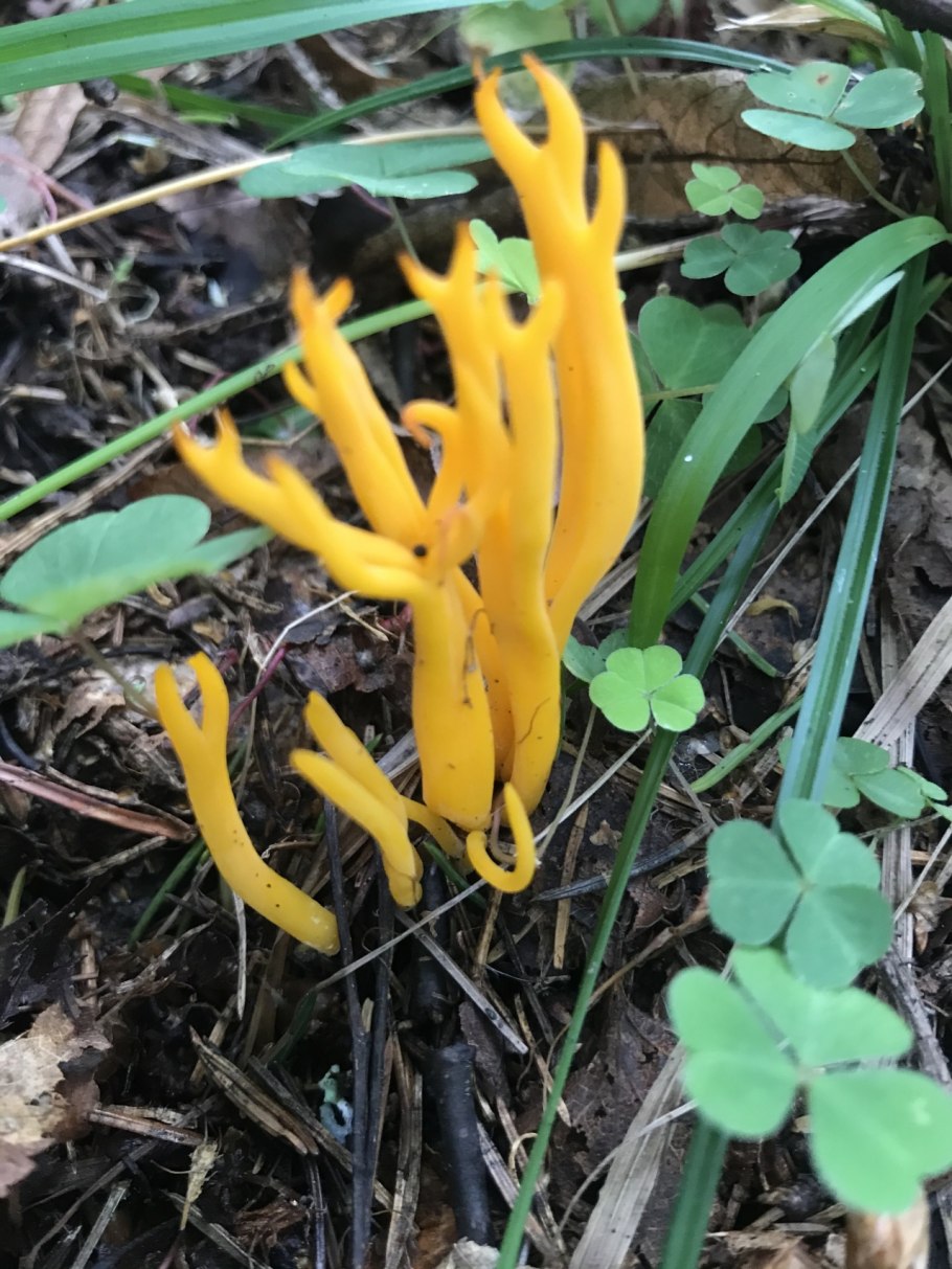 Клавария Цоллингера