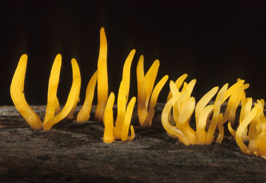 Калоцера клейкая Calocera viscosa