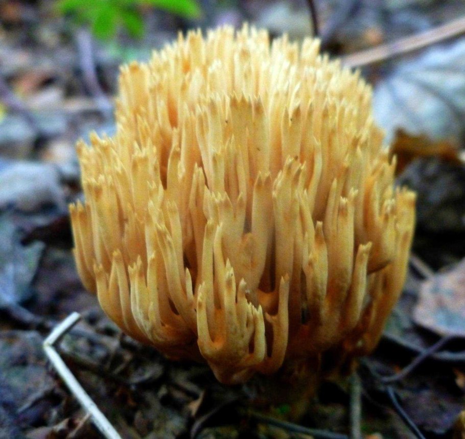 Гриб Рогатик коралловидный