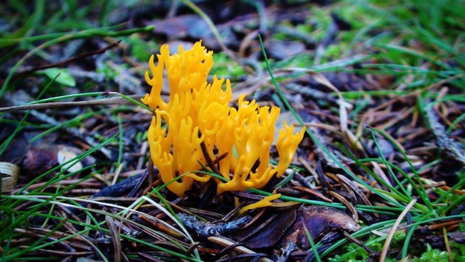 Calocera viscosa гриб