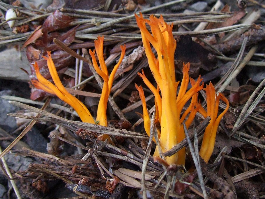 Оленьи рожки грибы