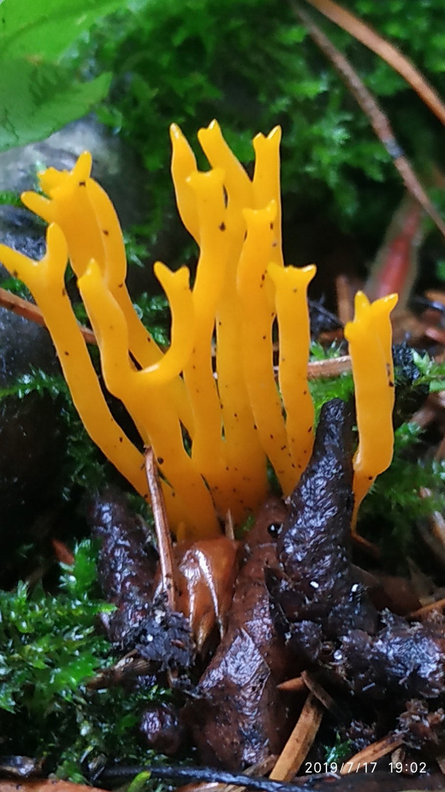 Calocera viscosa гриб