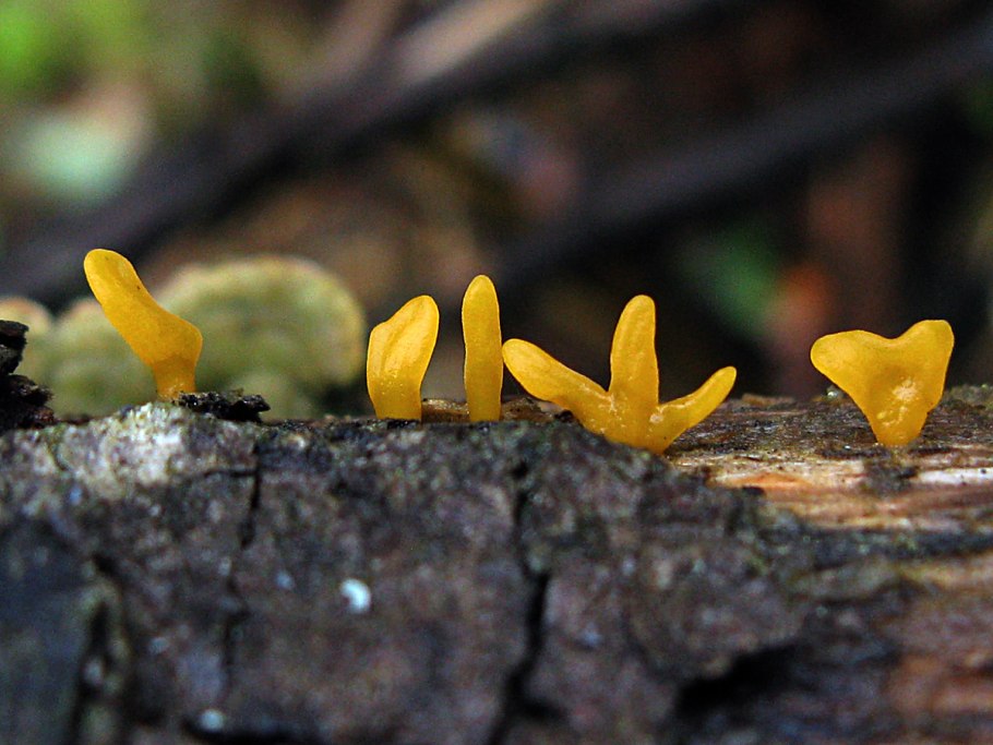 Калоцера роговидная гриб