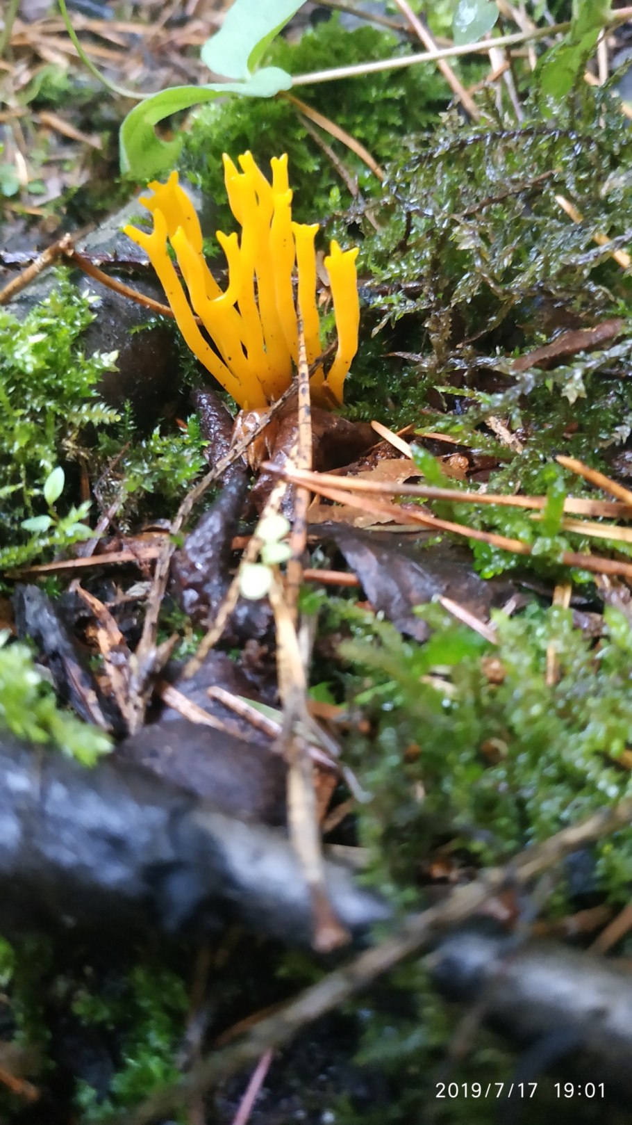 Гриб козлиная бородка Ленинградской области