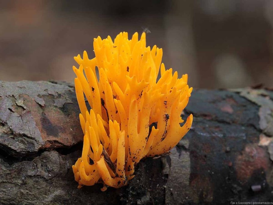 Калоцера клейкая Calocera viscosa