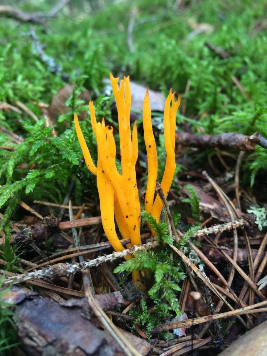 Калоцера клейкая Оленьи рожки