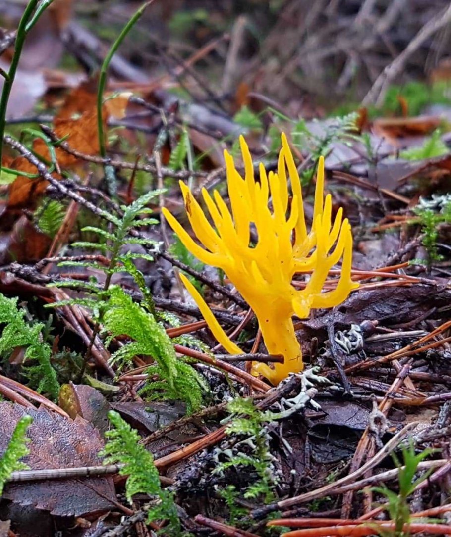 Калоцера клейкая Оленьи рожки