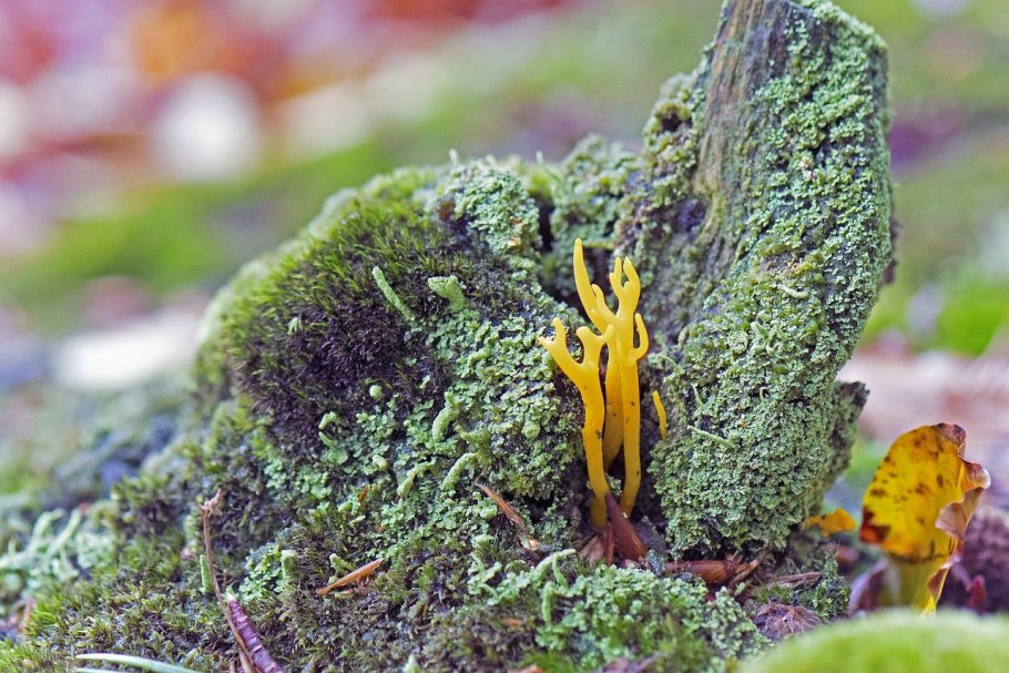 Калоцера роговидная гриб