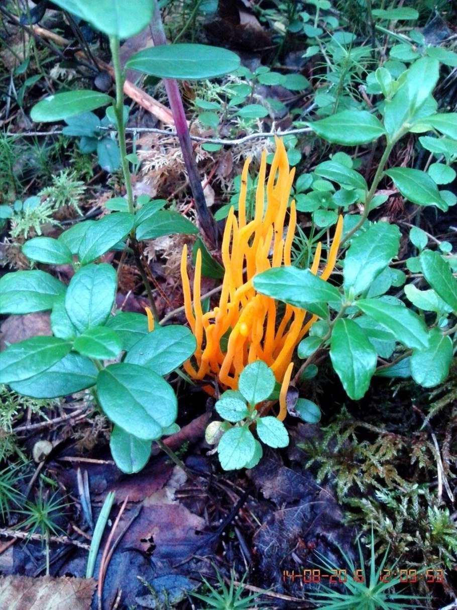 Жёлтые грибы Калоцера