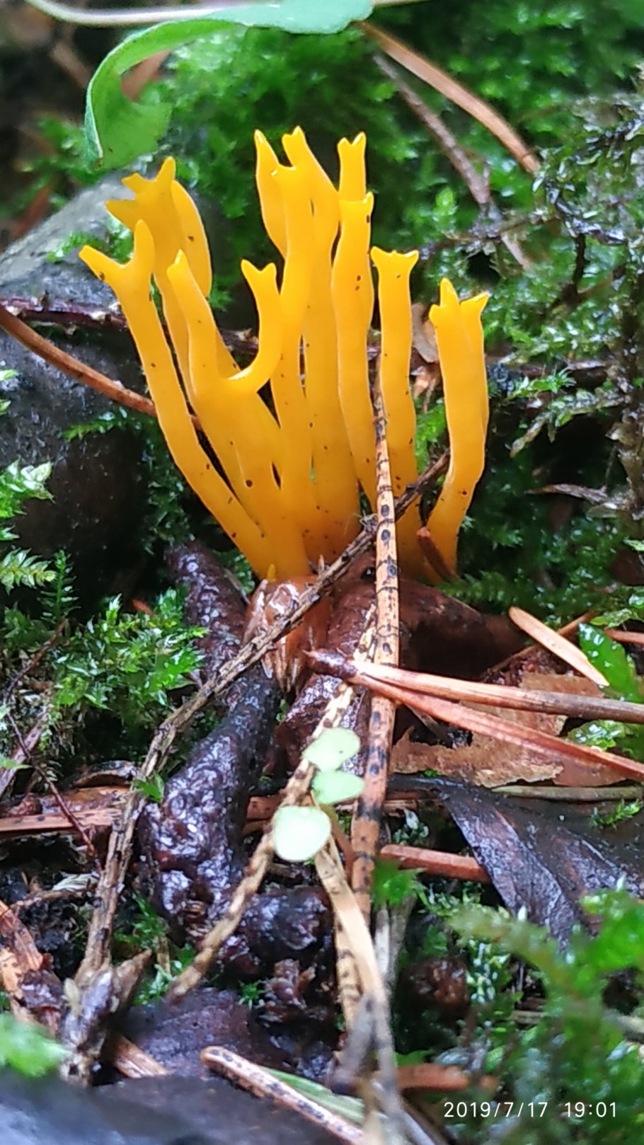 Калоцера клейкая Calocera viscosa
