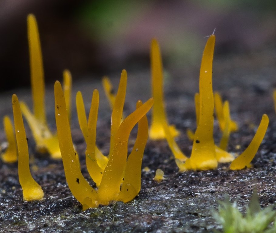 Calocera pallidospathulata