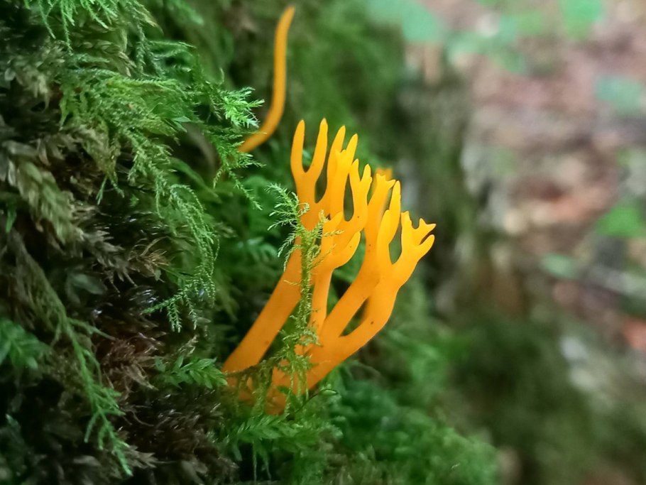 Калоцера клейкая гриб